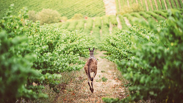 Australia Wine - Image 1