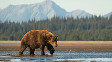 Alaska Experience - Image 1