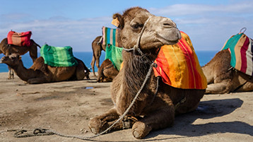 Madeira, Canaries & Morocco - Image 1