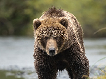 alaska bear 1000x1300