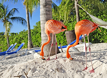 Beach Flamingo Hammock, Oranjestad, Aruba
