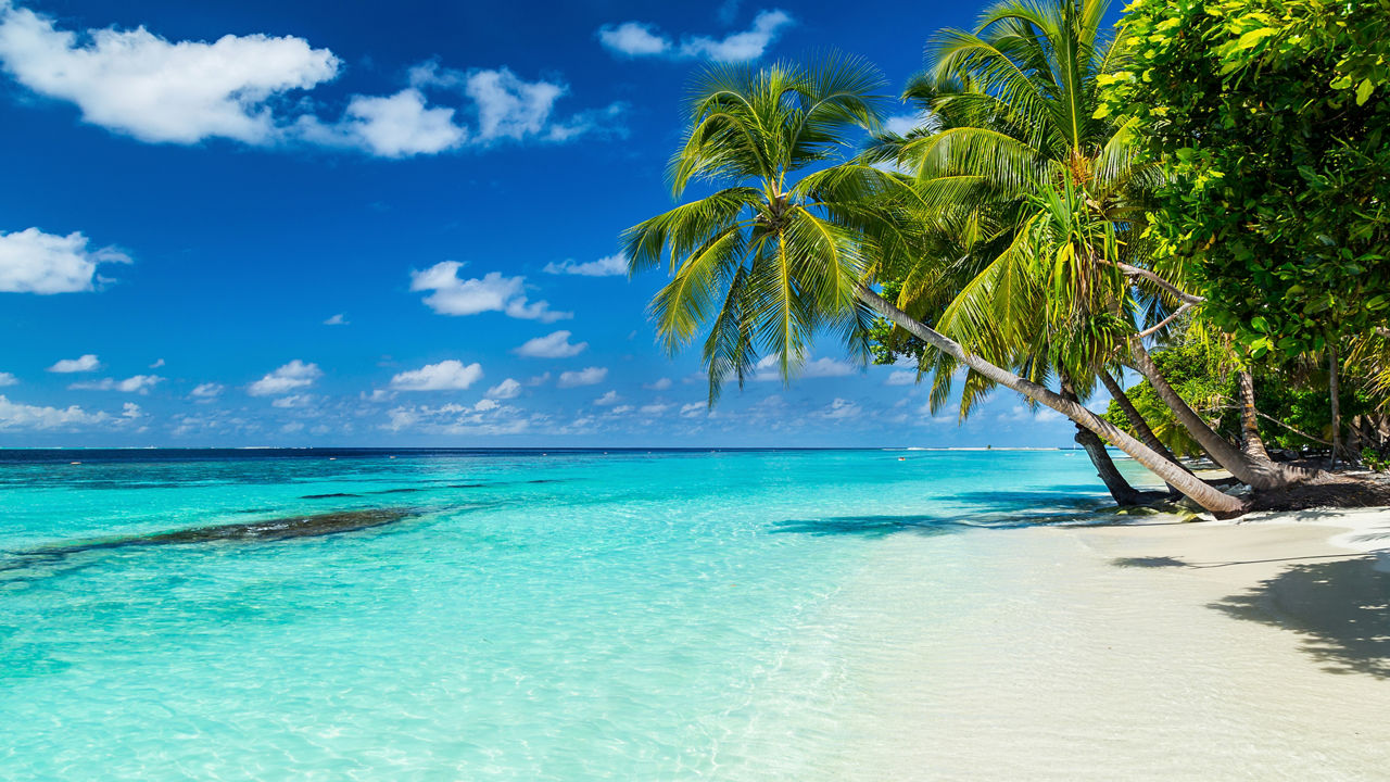 Experience a luxury of 7 Night Caribbean Cruise.