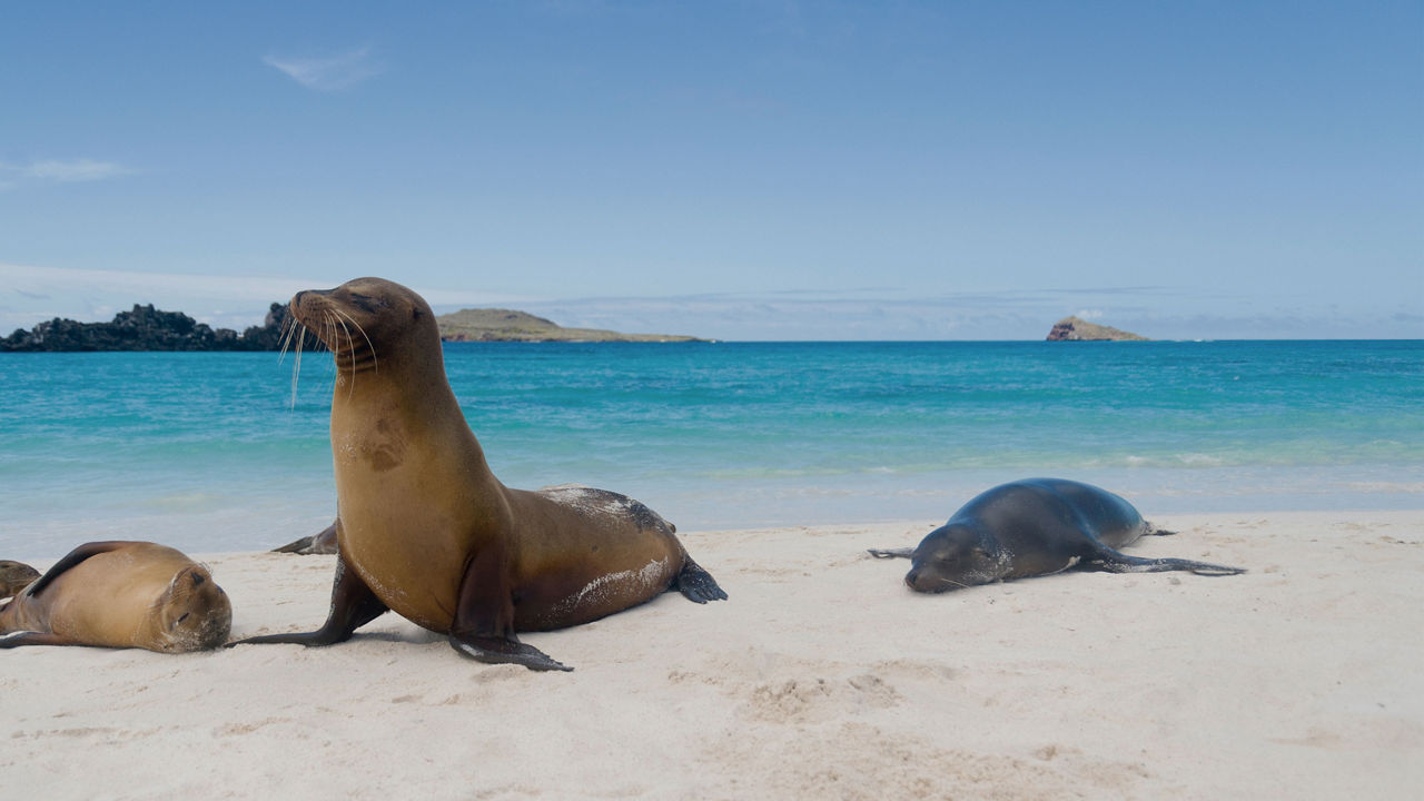 Sea lions on a beach in the Galapagos Islands with the blue sea behind them.