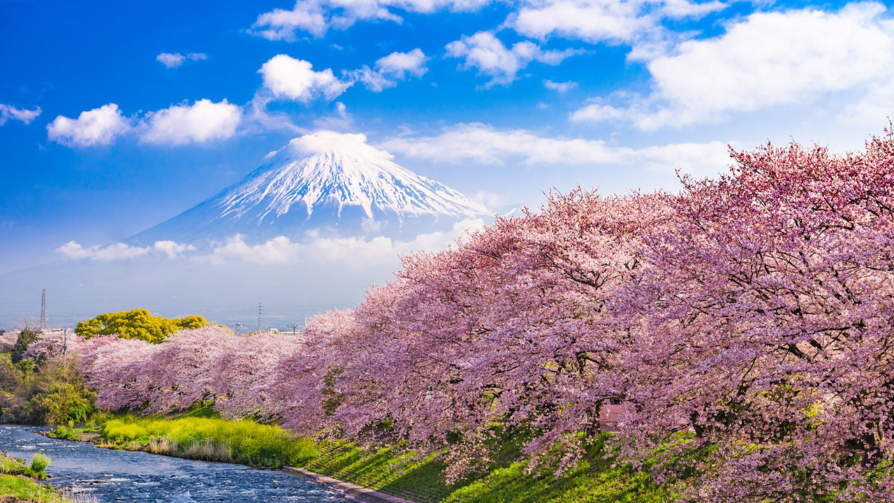 Japan Cherry Blossoms: Tokyo, Kyoto