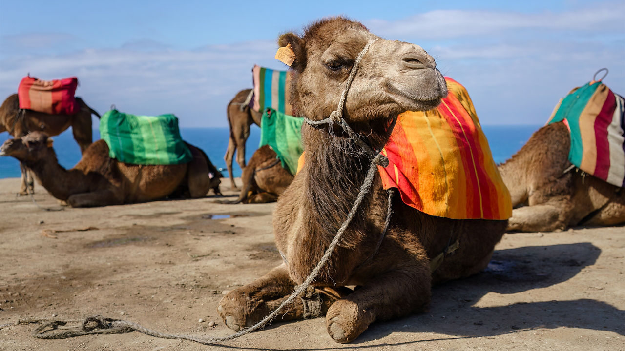 Madeira, Canaries & Morocco