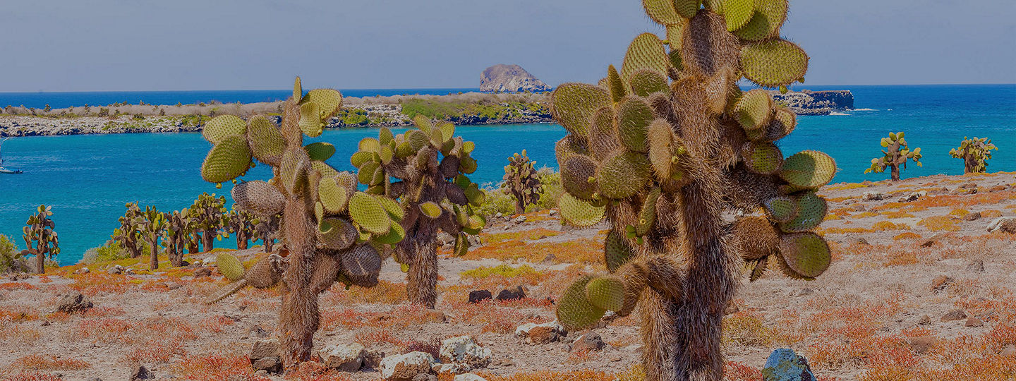 View of the flora of Santa Fe Island in the Galapagos
