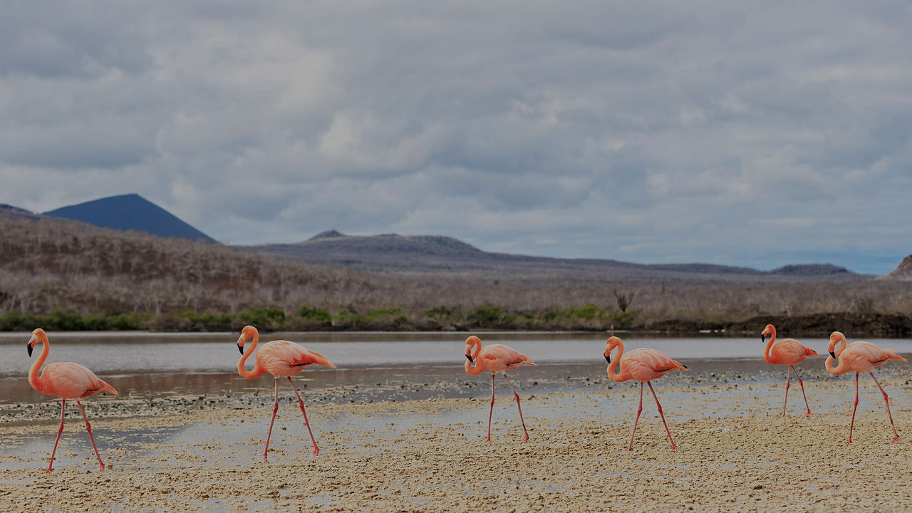 Group of Flamingos walking in Isla Floreana