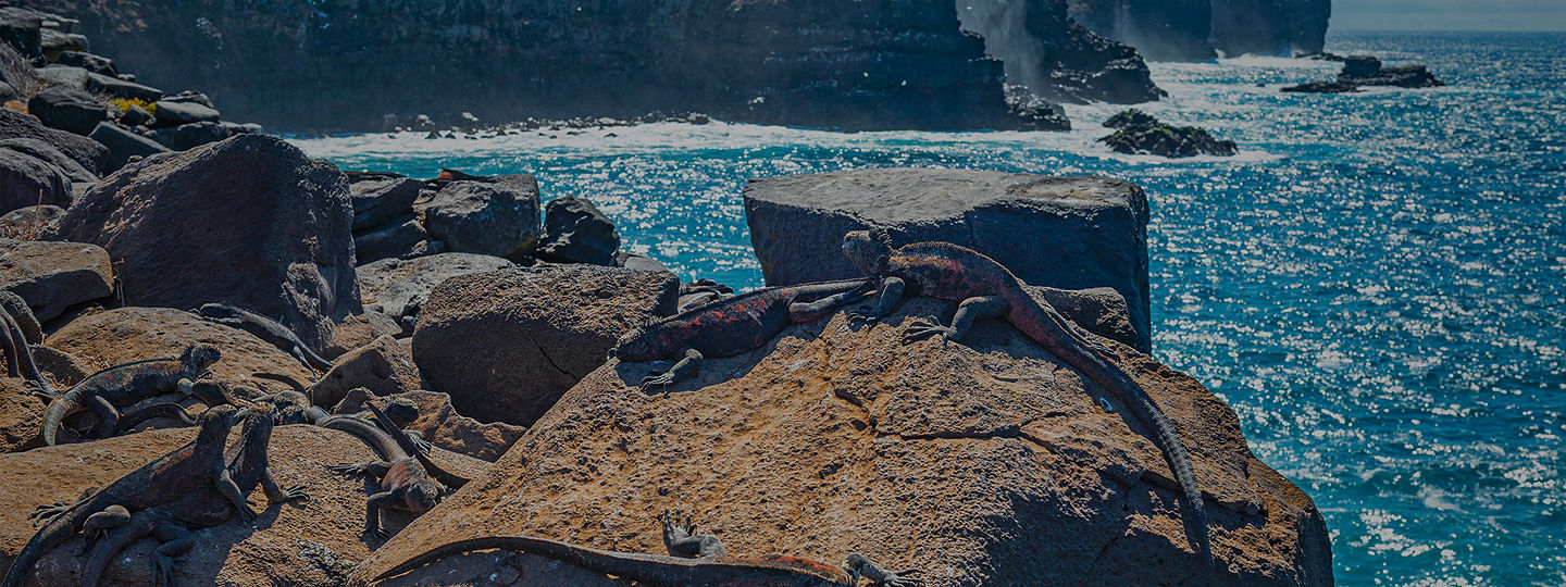 Galapagos Lizards on rocks on Espanola island