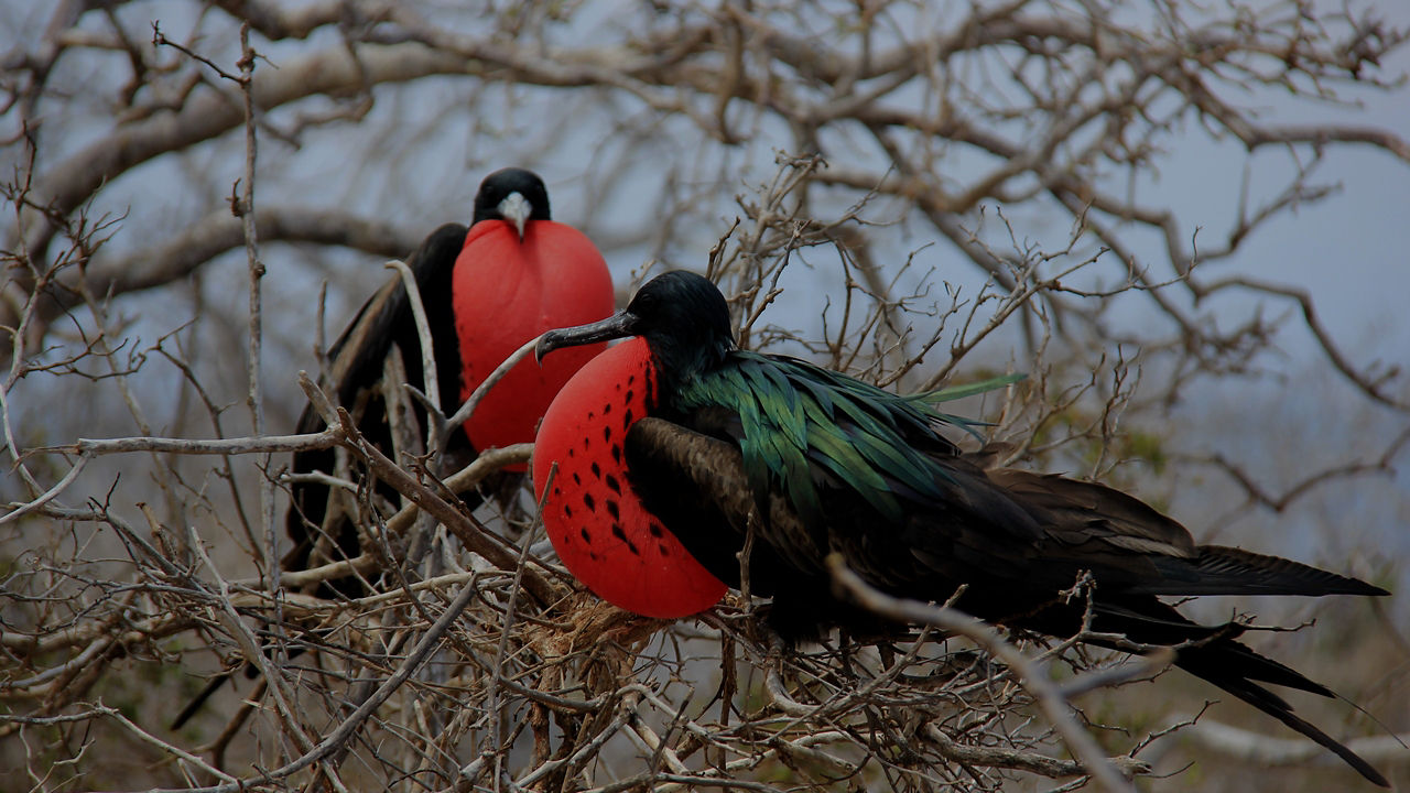 Frigate Birds in a nest in the Galapagos
