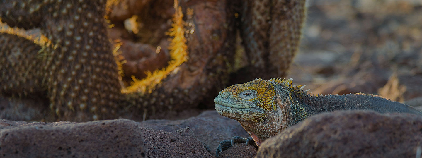 Galapagos Land Iguana laying by cactus