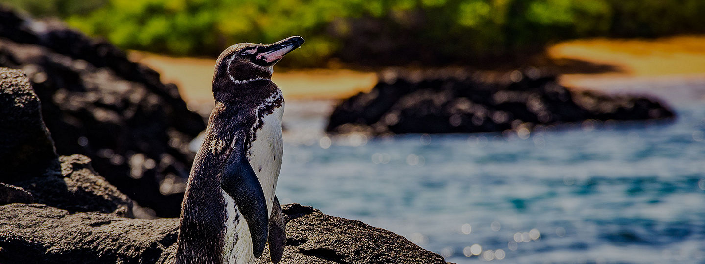 Galapagos penguin on a rock in Isla Isabela