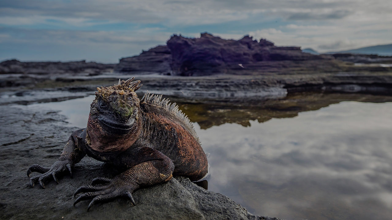 Close up of Marine Iguana