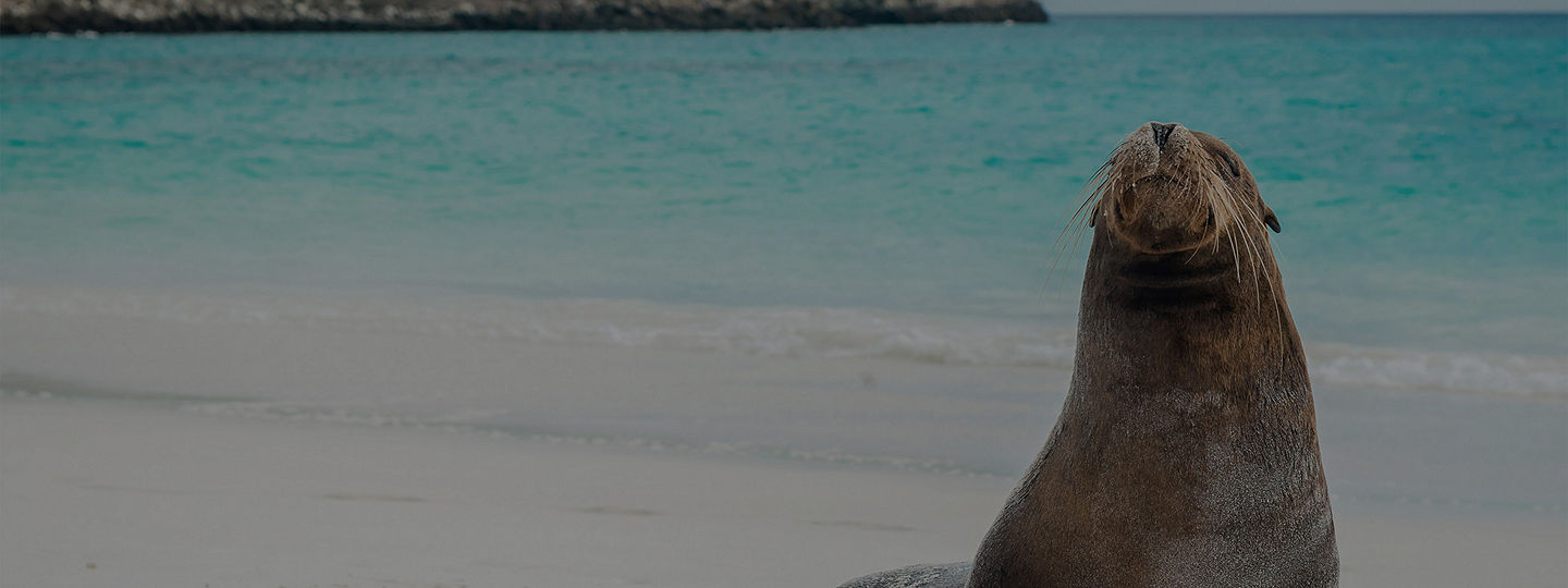Galapagos Sea Lion on the shore of Mosquera Islet