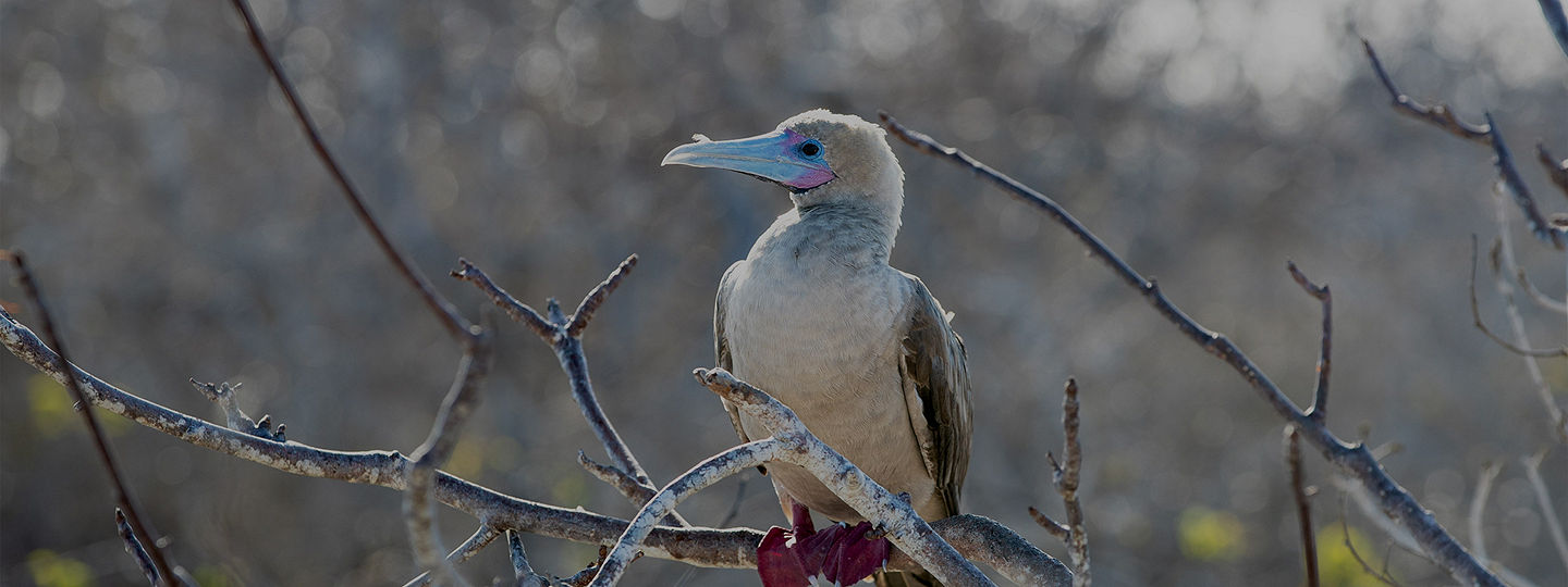 Red Footed Booby perched on branch