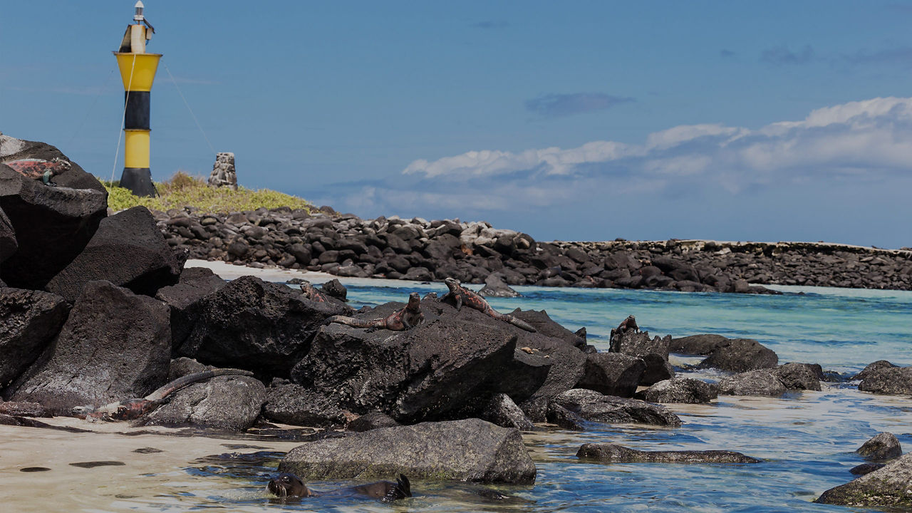 Galapagos Sea Lions