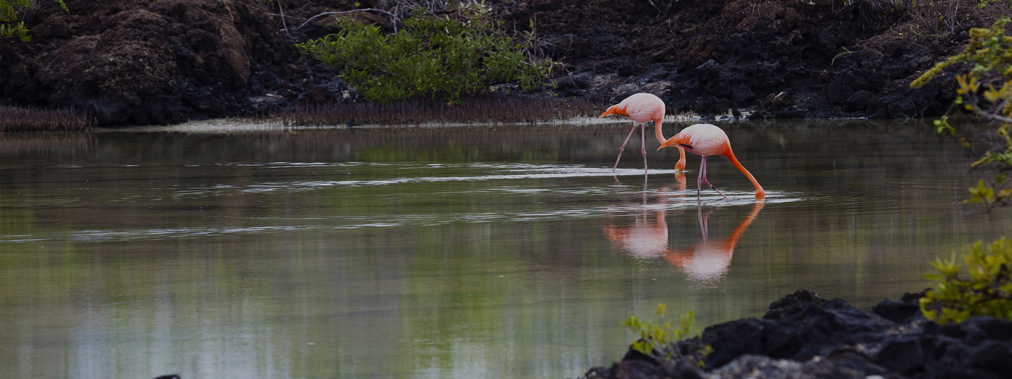 Flamingos in a lake in the Galapagos