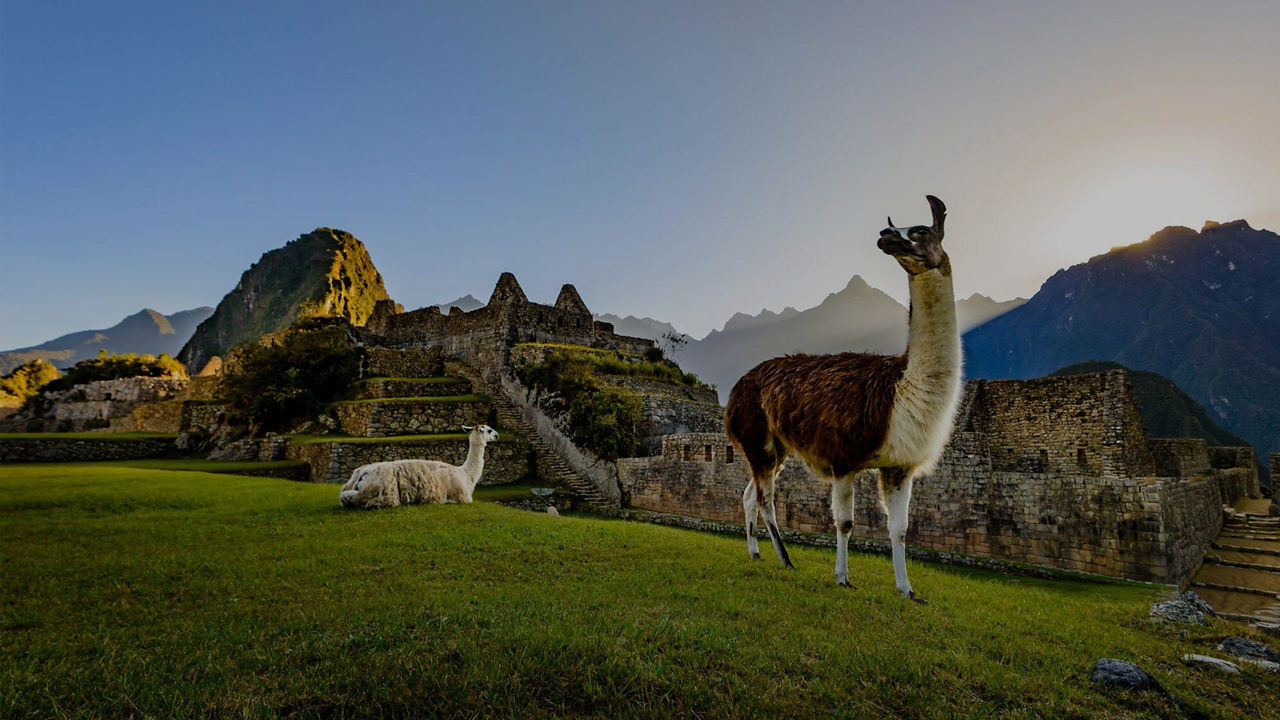Llama's in Machu Picchu Peru