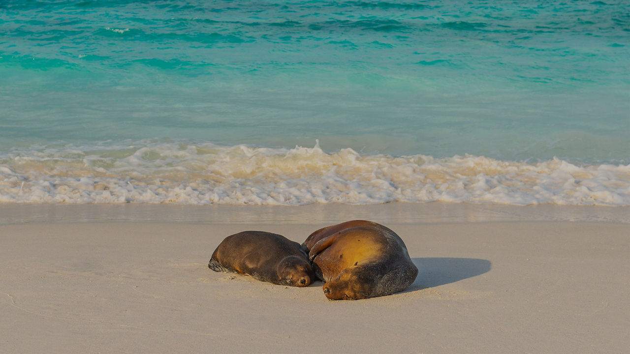 Galapagos Sea Lions