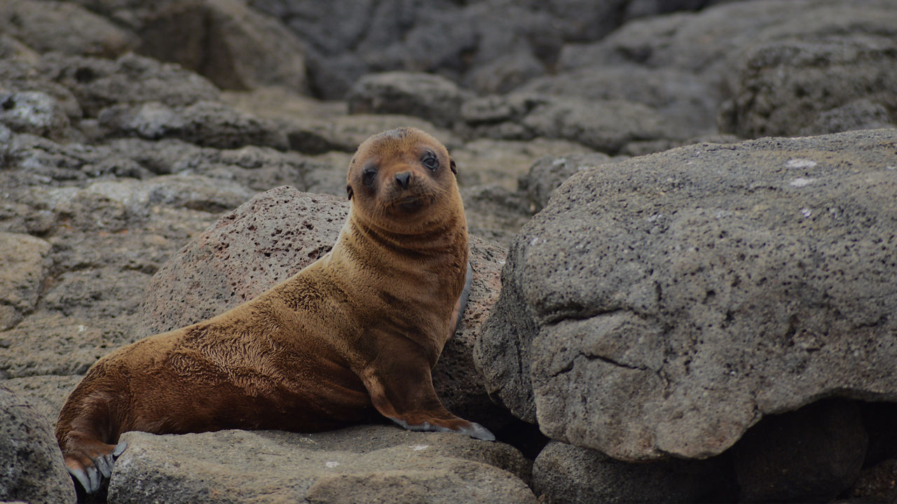 Galapagos Sea Lions