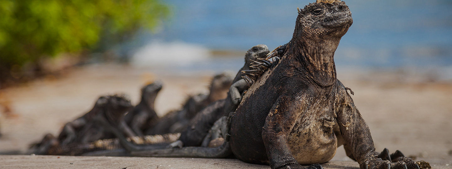 Galapagos Sea Lions