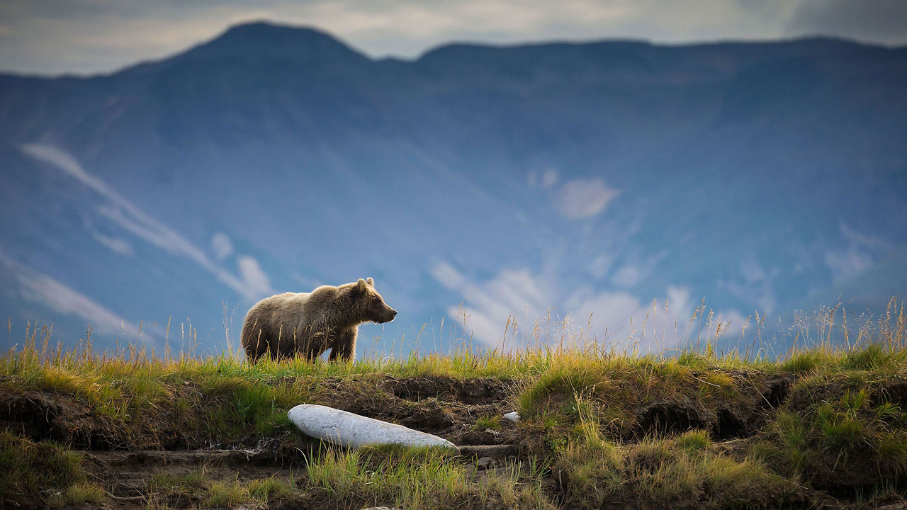 Homer Discovery And Heartland Wildlife Cruisetour (Pre Tour)