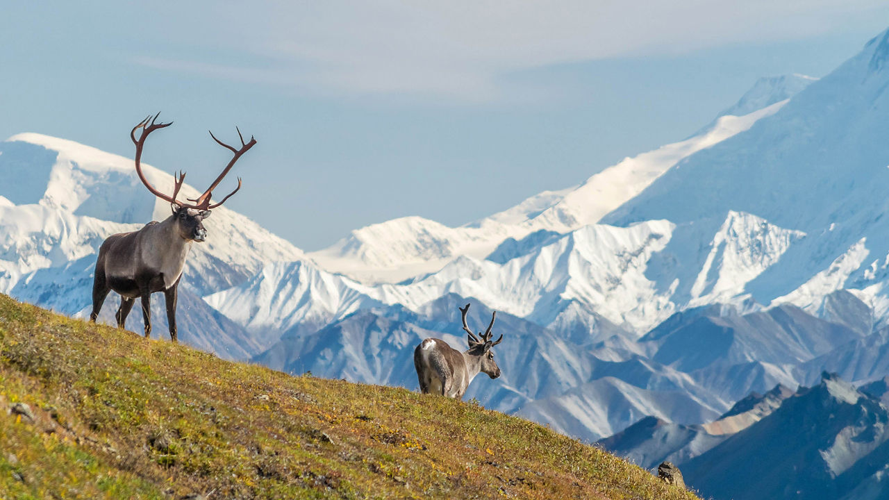Denali Express Cruisetour (Post Tour)