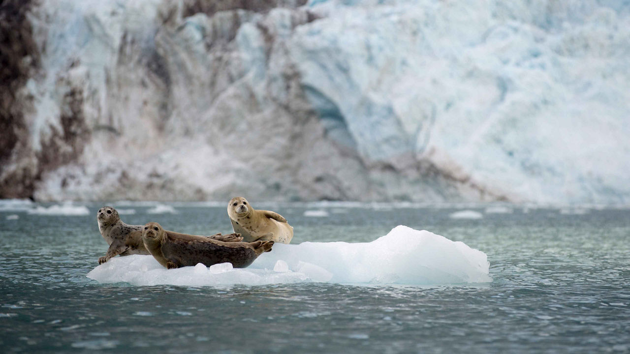 Talkeetna Treasures Cruisetour (Pre Tour)