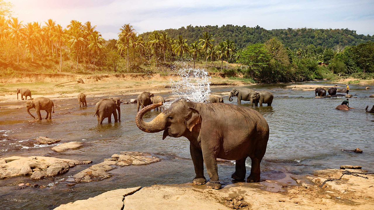 India, Sri Lanka & Thailand