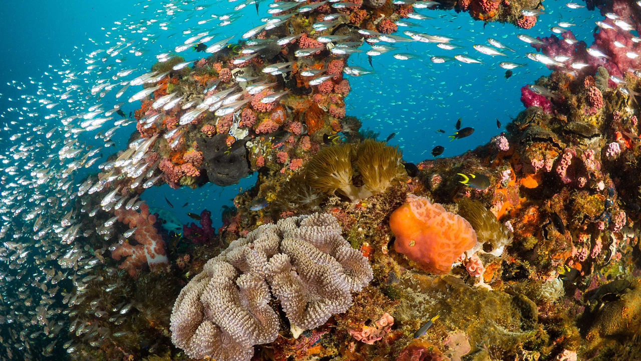 CELEBRITY EDGE - Great Barrier Reef