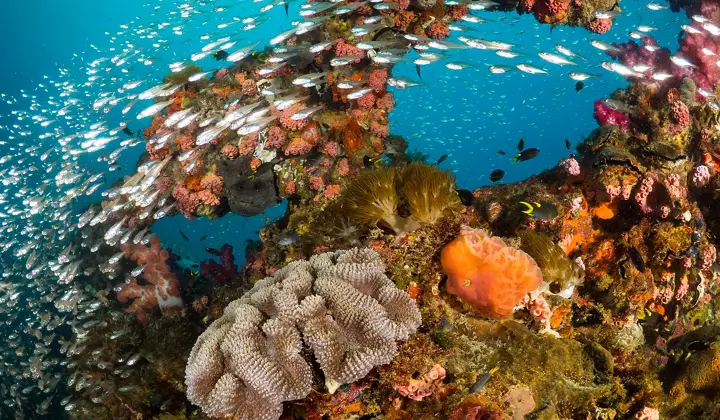 Great Barrier Reef