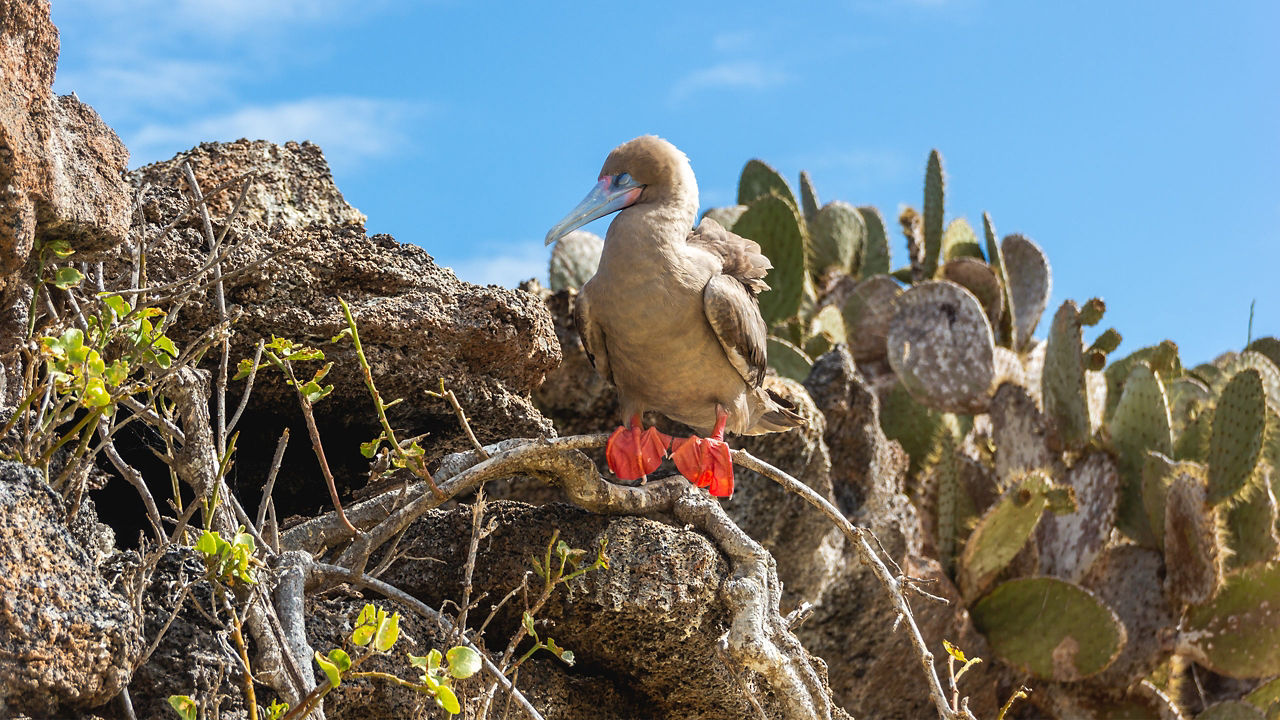 CELEBRITY FLORA - Galapagos Outer Loop & Machu Picchu
