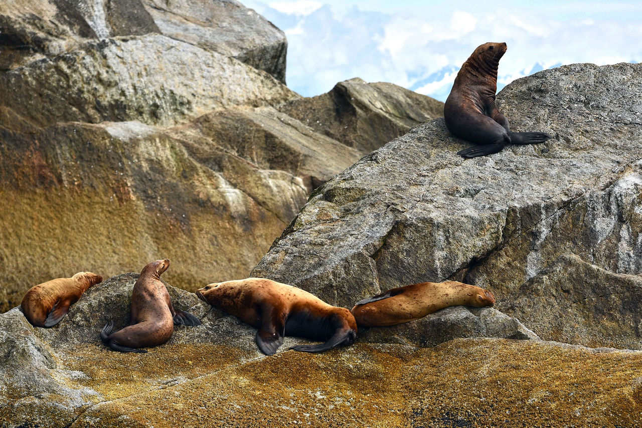 Alaska Gold Rush Adventure Cruisetour (Post Tour)