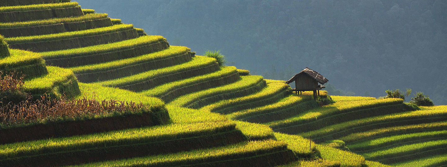 rice field in Hanoi Vietnam