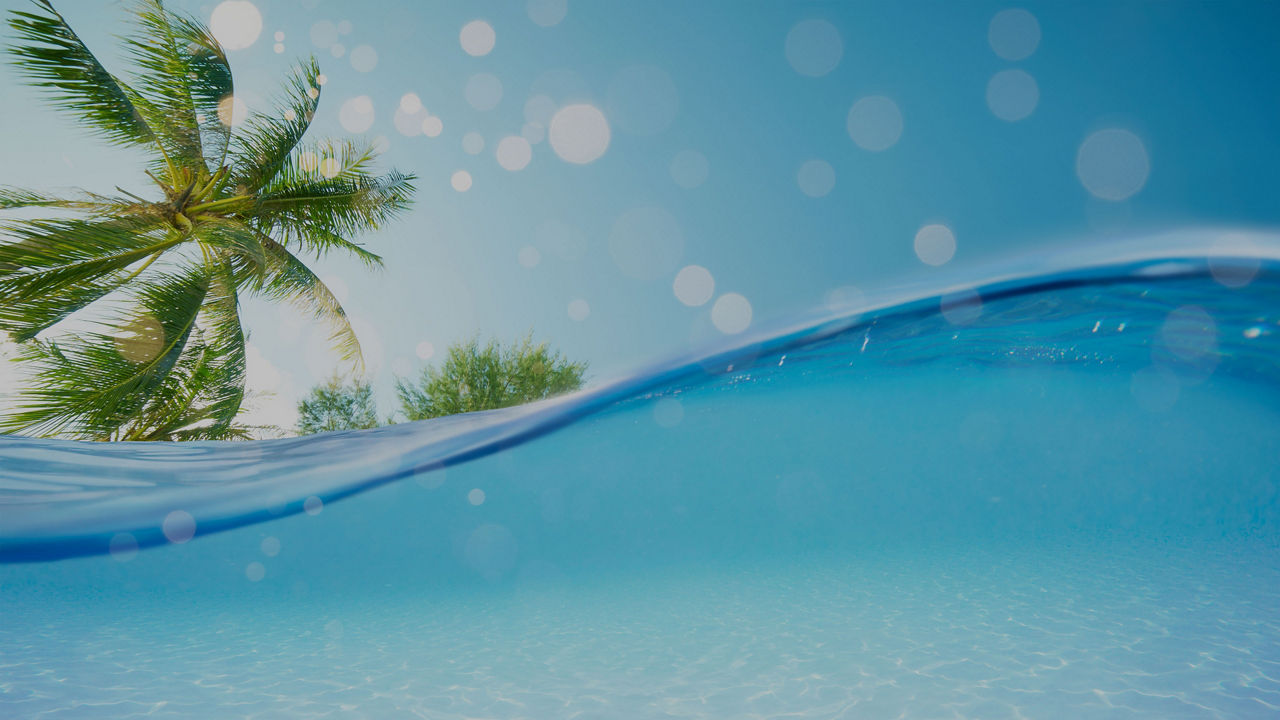 underwater view with palm trees in caribbean 75 opacity