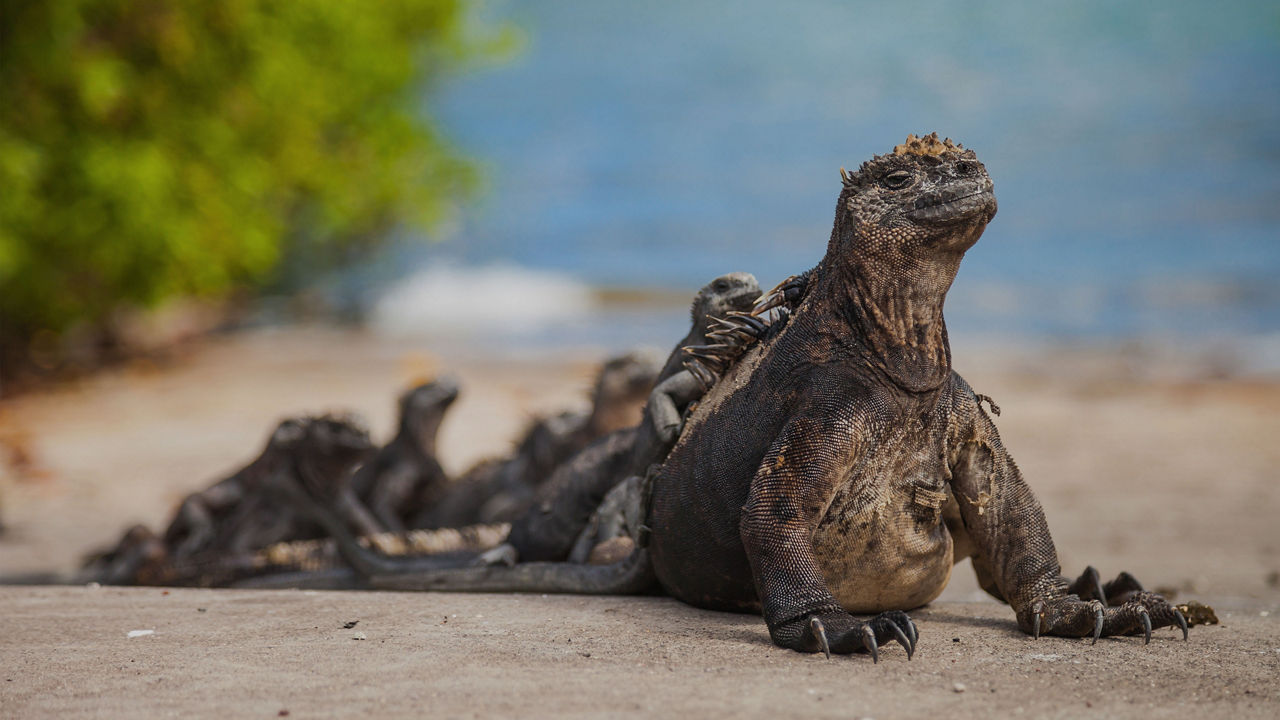 Galapagos Islands marine iguana with babies