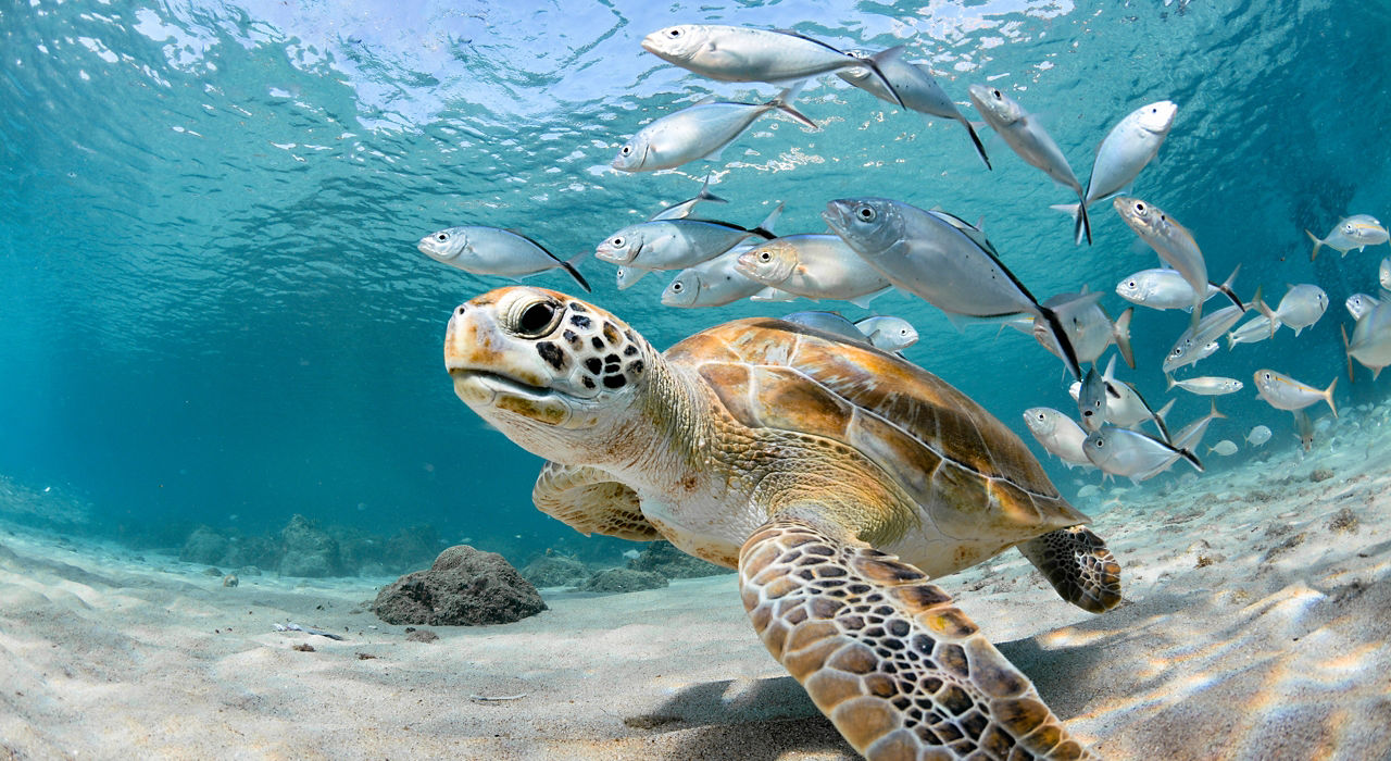 Ultimate Southern Caribbean