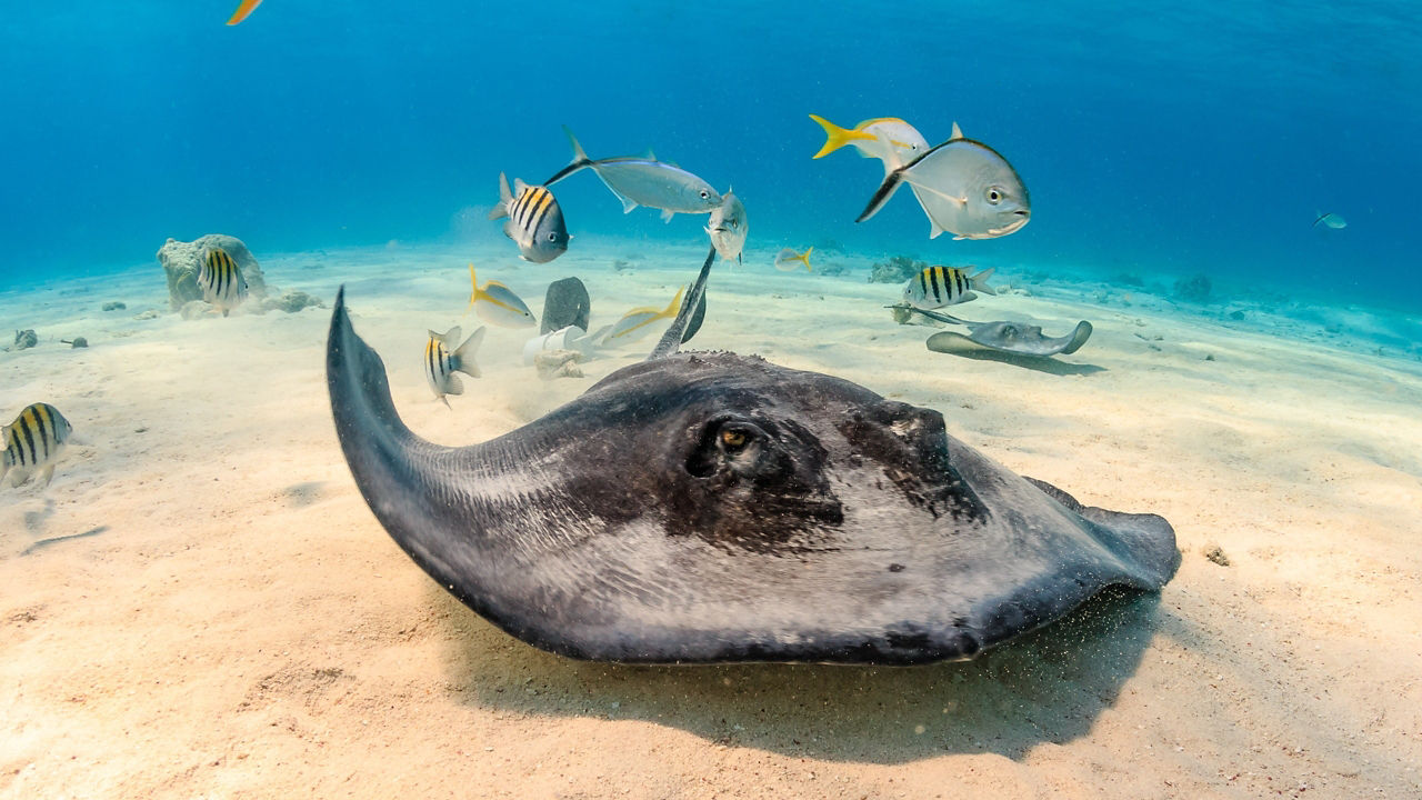 Ultimate Southern Caribbean