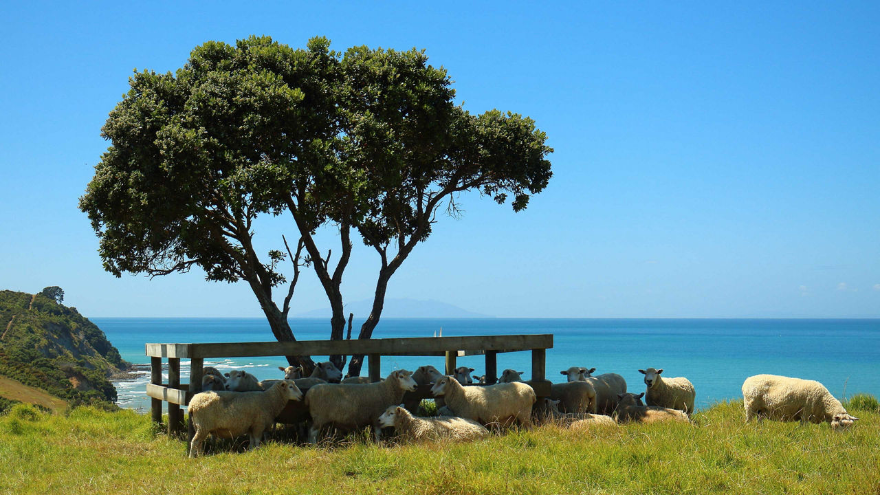 Parc régional de Shakespear à Auckland, en Nouvelle-Zélande