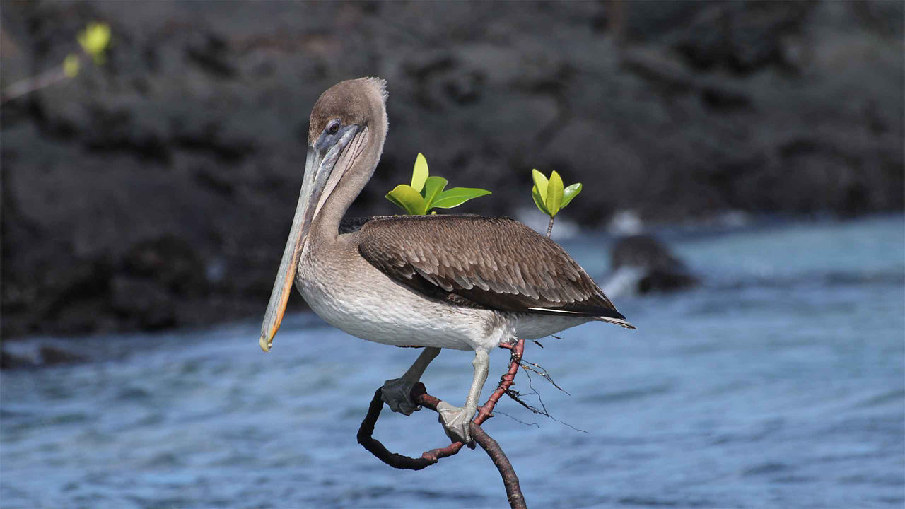 CELEBRITY FLORA - Galapagos Inner Loop Cruise