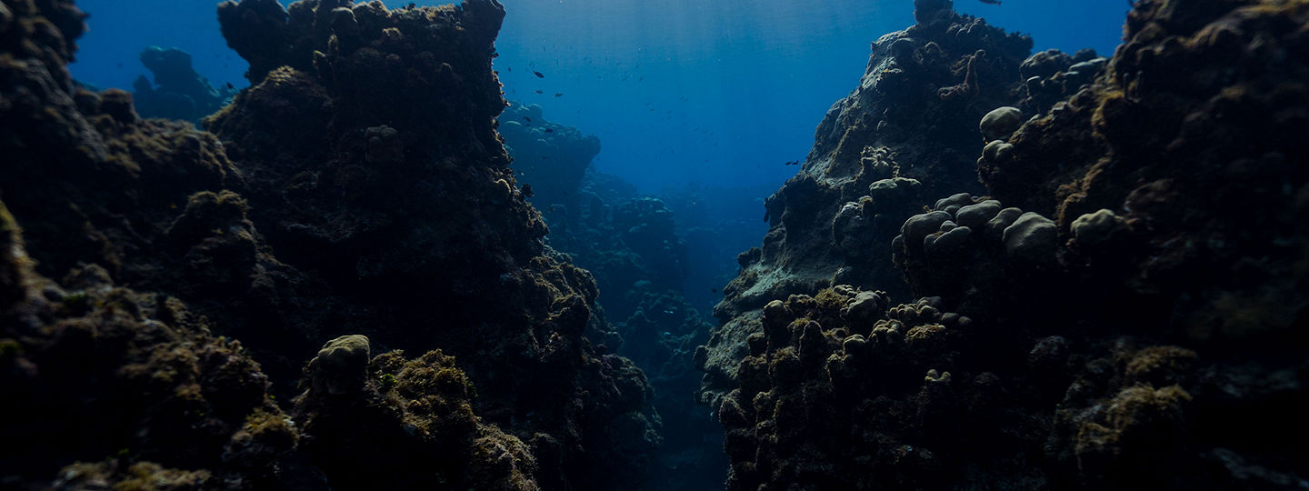 Grand Cayman reef walls
