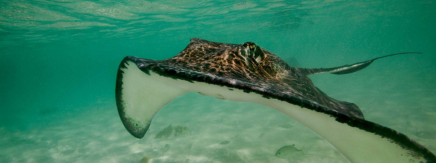 Southern stingray of Grand Turk