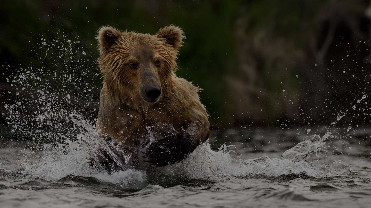 Grizzly Bear fishing in water near Icy Strait Point