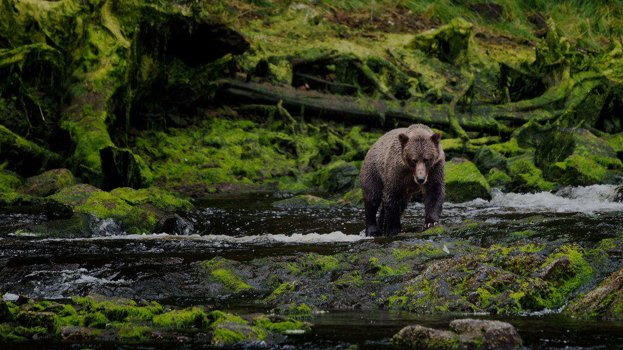 Grizzly Bear walking around mossy riverbank
