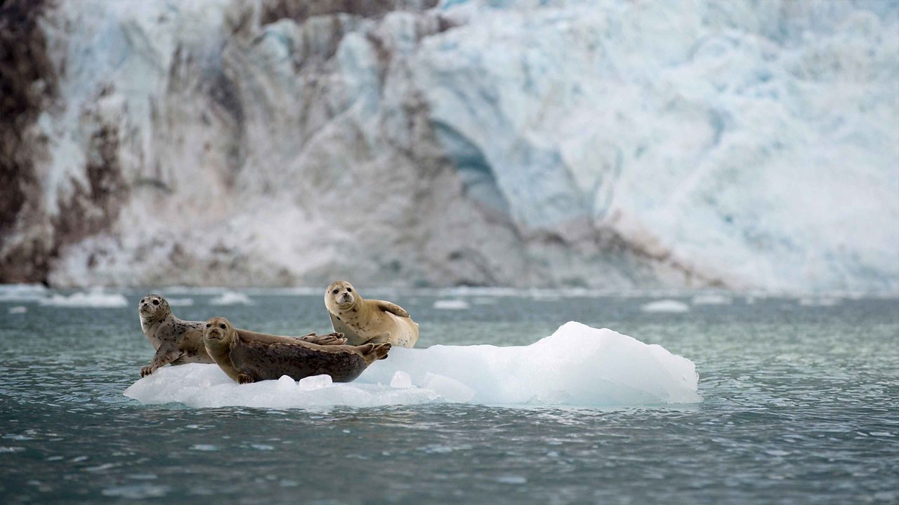 Les phoques au sommet d’une glace