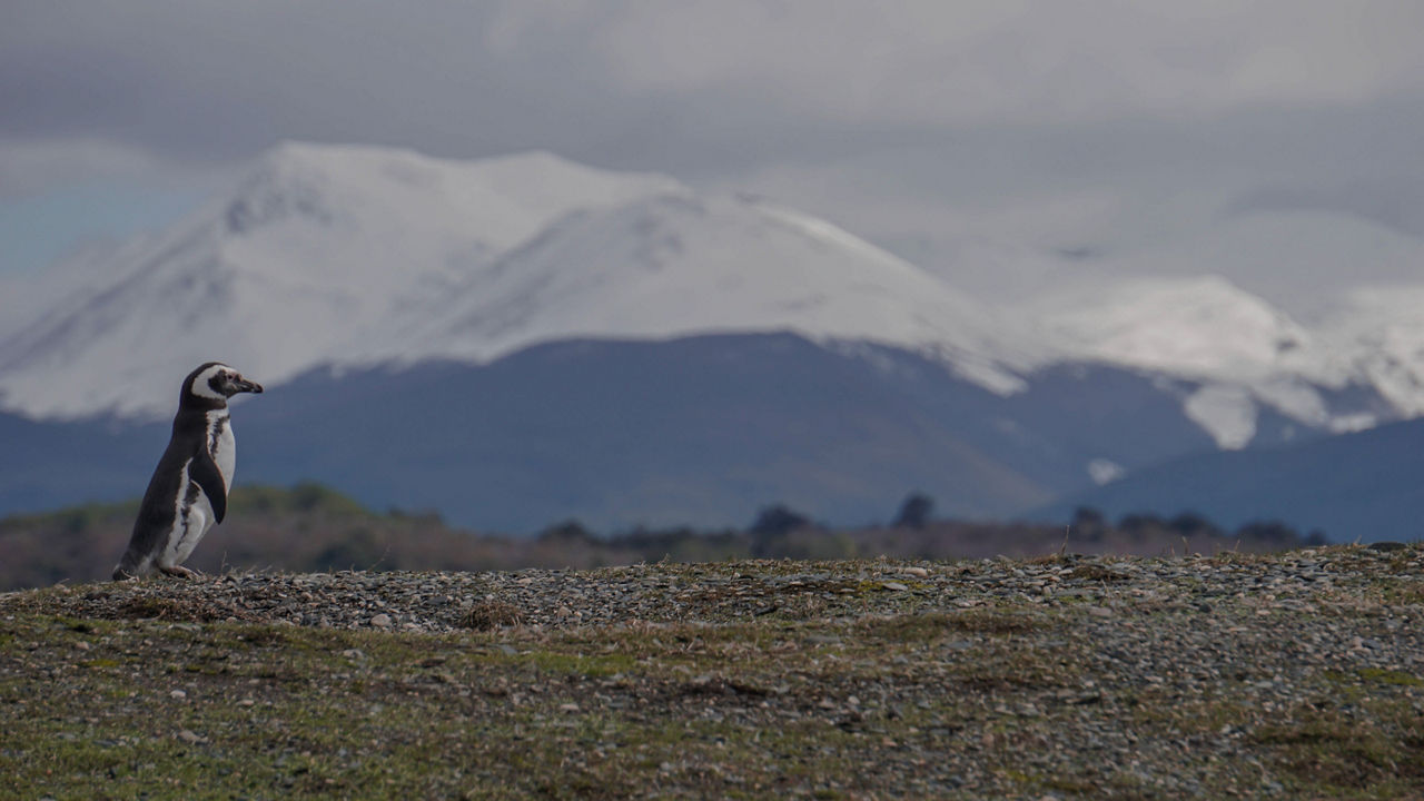 penguin in Martillo Island, Ushuaia, Argentina