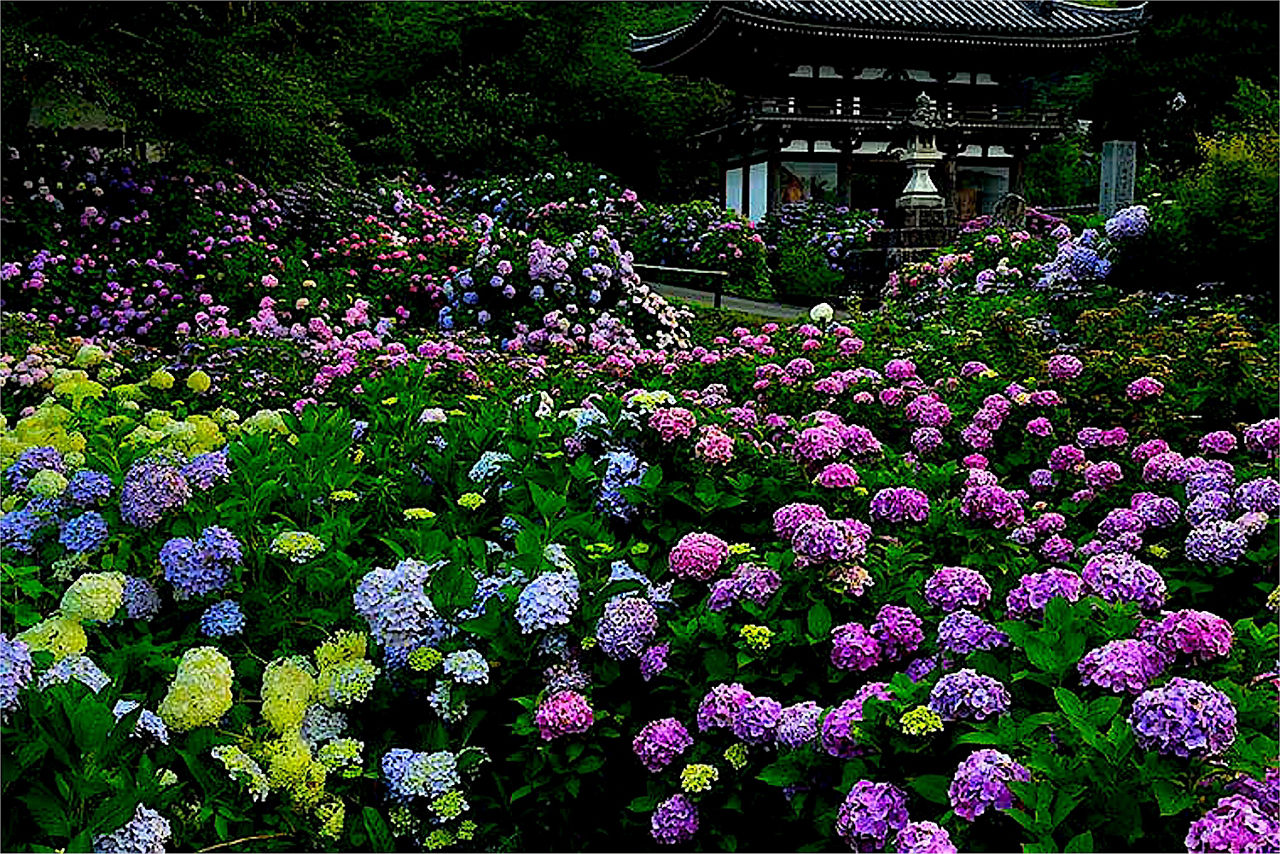 Japan & Korea: Hydrangea Season
