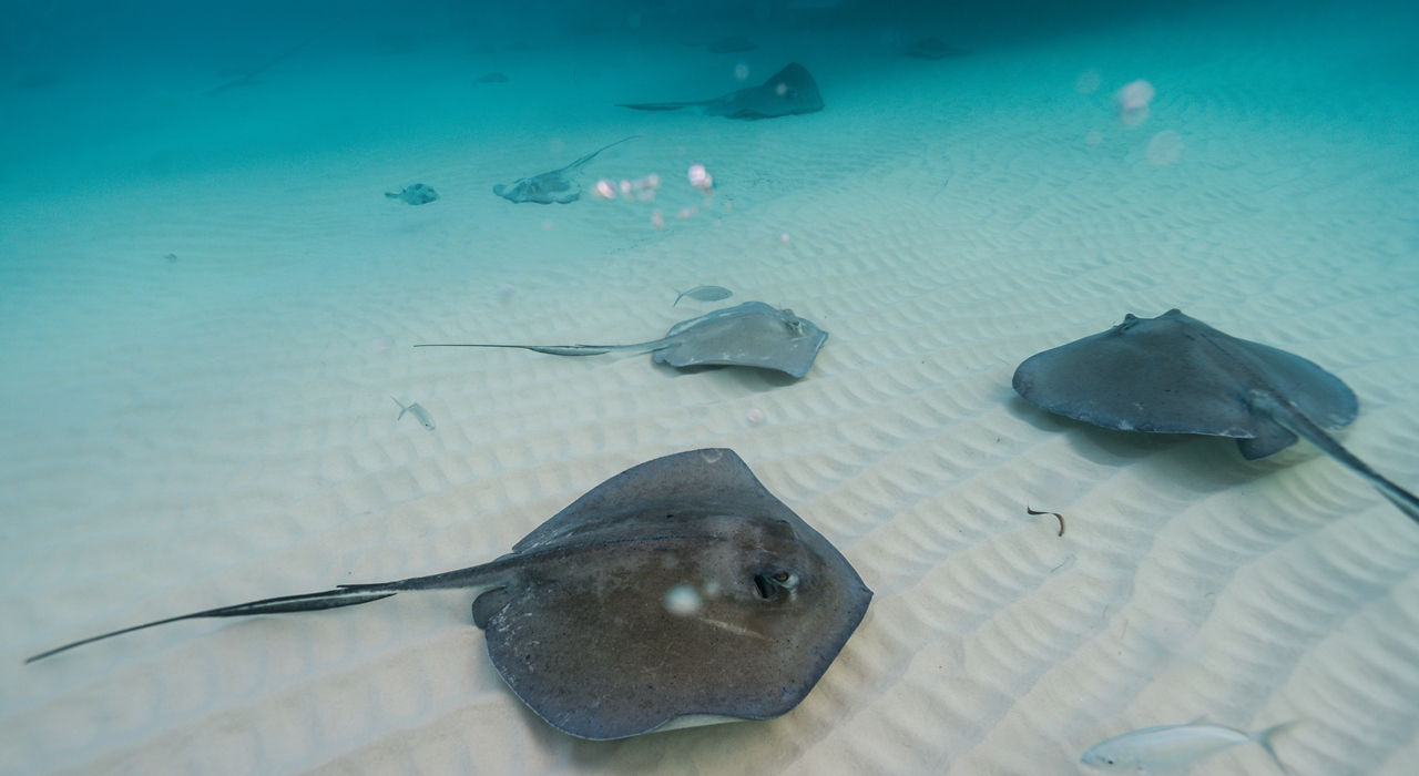 Mexico & Grand Cayman