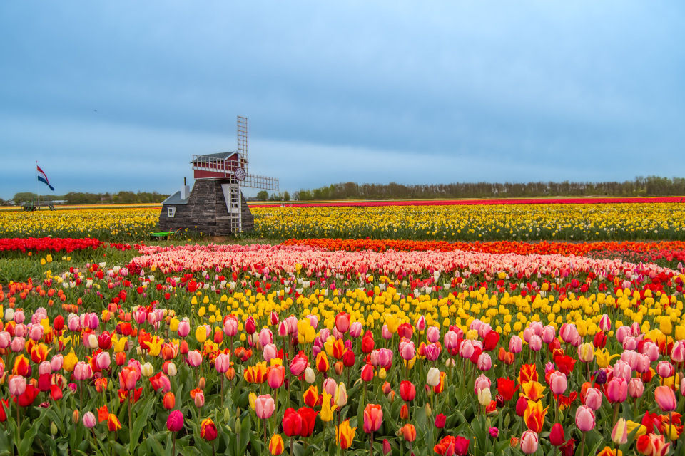tulip river cruises 2560x1440