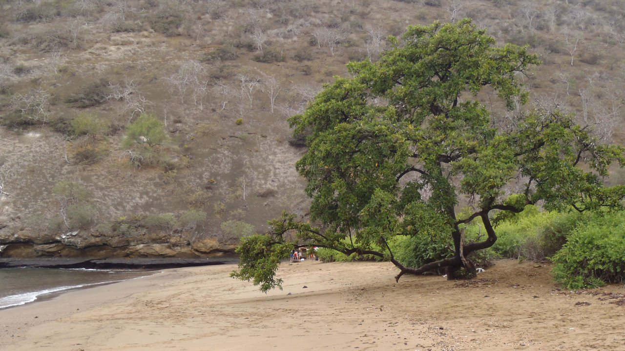 Cormorant Point Floreana 3840x2160