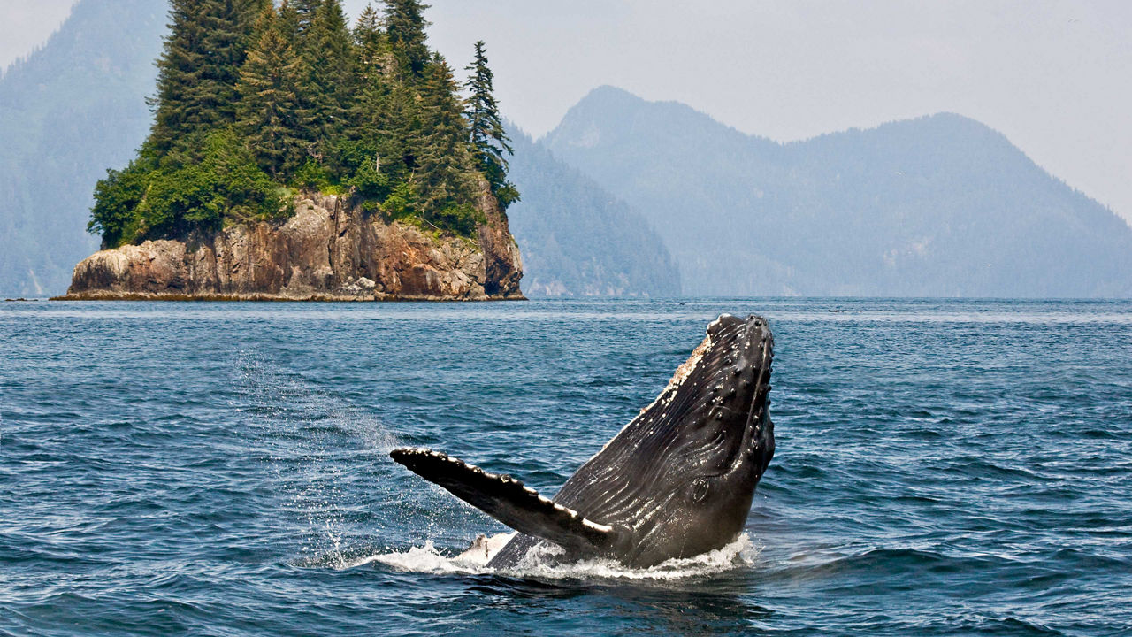 Premium Alaska Wildlife Encounter Cruisetour (Post Tour)